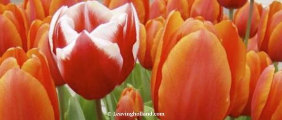 Tulips Netherlands