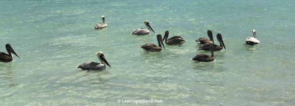 Pelicans Caribbean Sea
