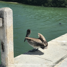 Gal_pelican
