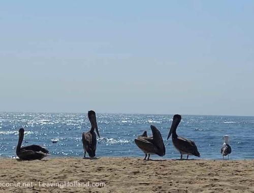 Ik woon in La Paz BCS