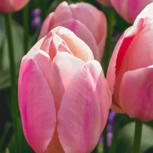 Roze Tulpen