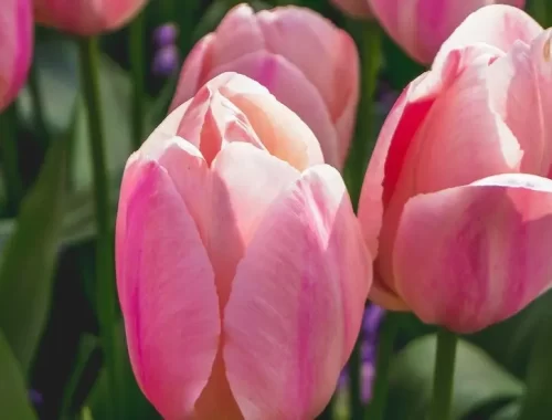 Roze Tulpen