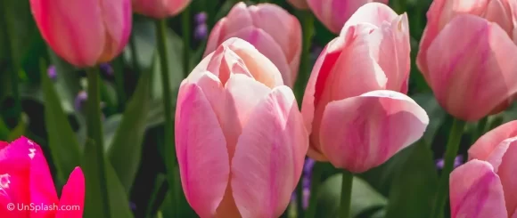 Roze Tulpen