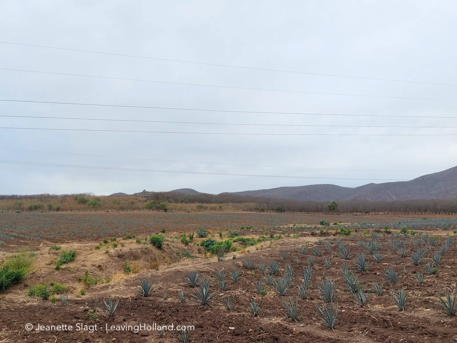 Tequila plant Mexico