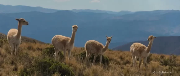 lamas
