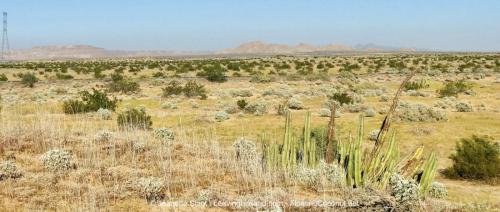Sonora Woestijn, Mexico