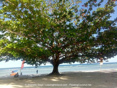 grote boom vol bladeren op wit strand, op de achtergrond zee