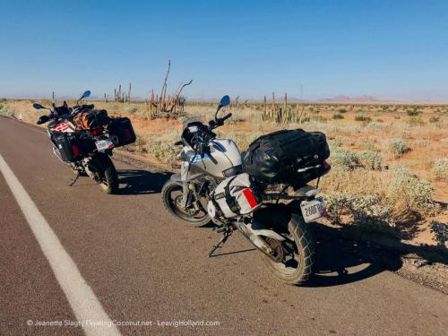 Sonora Woestijn, Mexico, Biosfera El Viscaino, Baja California Sur