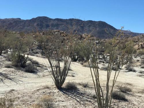 Sonora Woestijn, Mexico, Biosfera El Viscaino, Baja California Sur