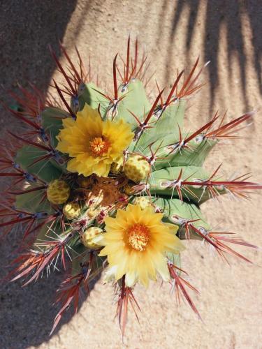 Sonora Woestijn, Mexico