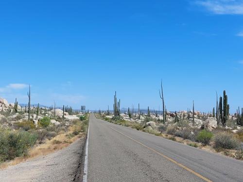 Sonora Woestijn, Mexico, Valle de los Cirrios, Baja California