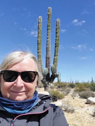 Sonora Woestijn, Mexico, Valle de los Cirrios, Baja California
