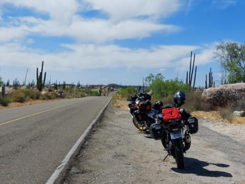 Sonora Woestijn, Mexico, Valle de los Cirrios, Baja California 