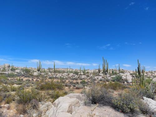 Sonora Woestijn, Mexico, Valle de los Cirrios, Baja California 
