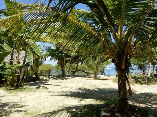 strand vol palmbomen