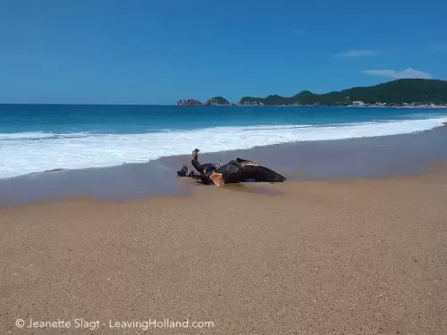 Strand Barra de Navidad