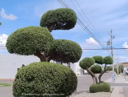 iemand is gek op tuinieren in Caborca! Er stonden er 20 rond een huis. 